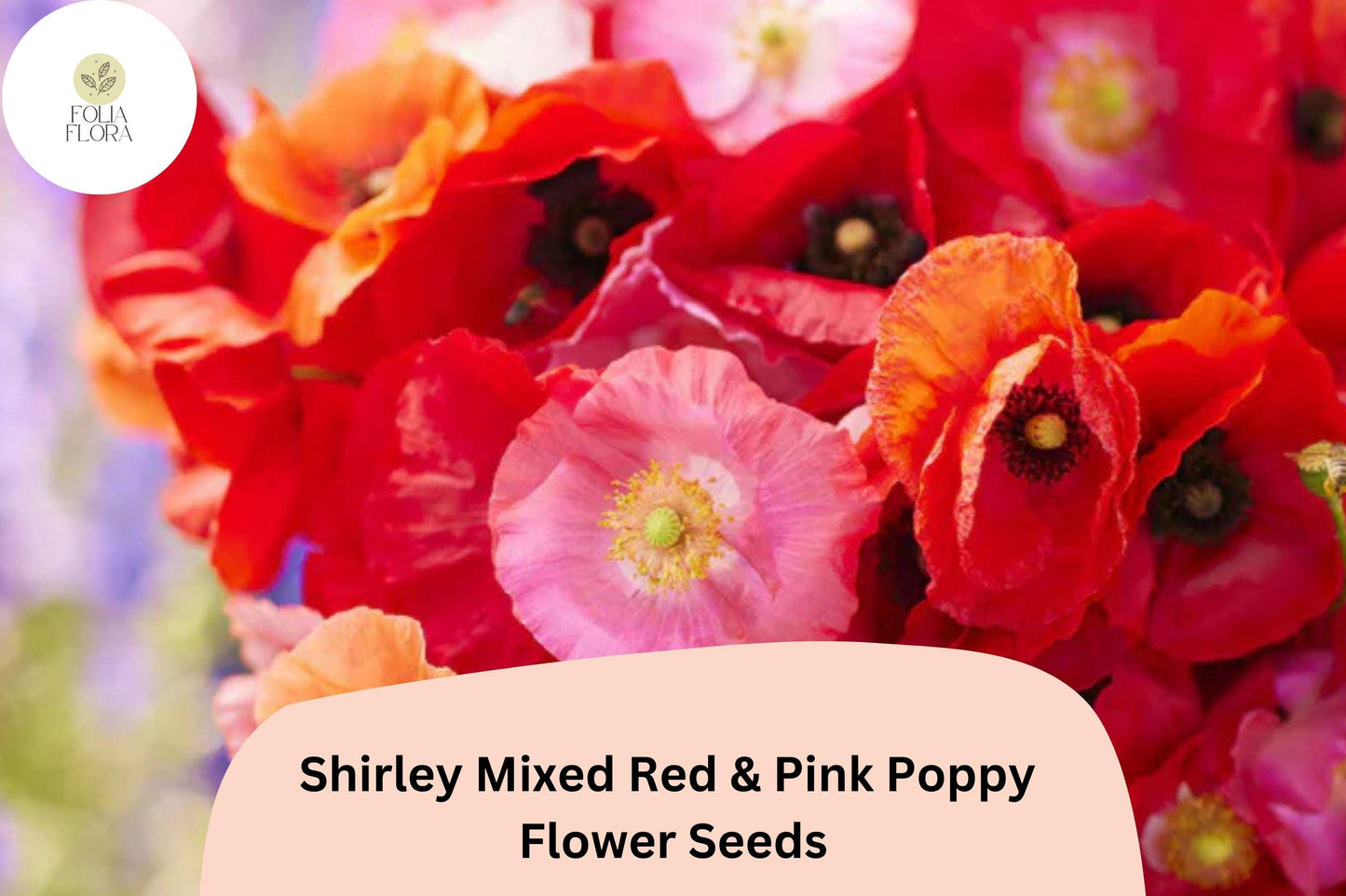 200+ Shirley Mixed Red & Pink Poppy Seeds for Garden Planting – Vibrant Double Blooms, Easy to Grow Annual Wildflower