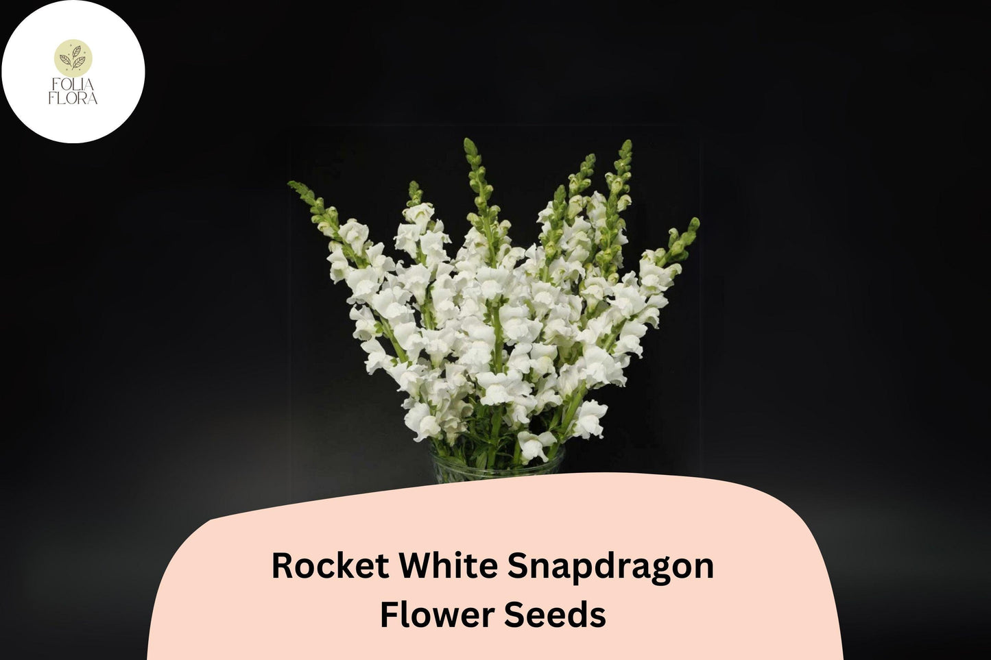 Antirrhinum majus Rocket White Snapdragon Seeds – 1000+ Pure White Blooms for Garden & Cut Flowers