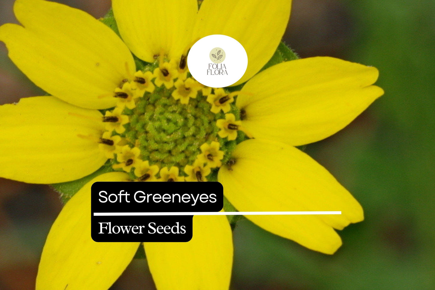 Soft Greeneyes Seeds (Berlandiera betonicifolia) | 15 Seeds | Chocolate Daisy with Fragrant Blooms | Pollinator-Friendly