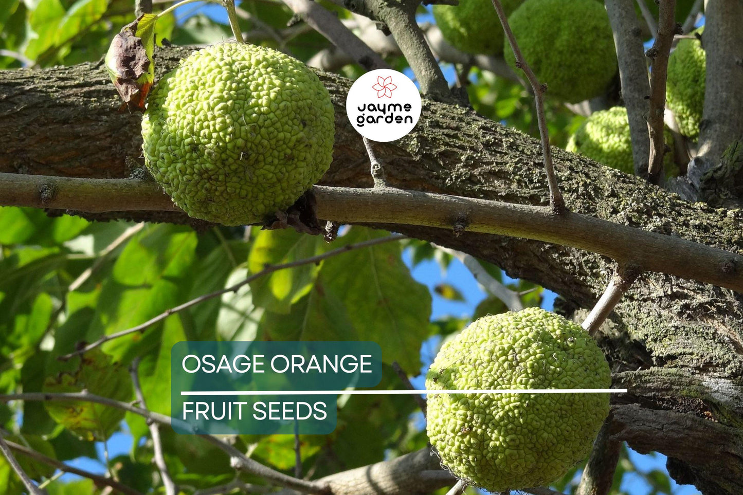 50 Osage Orange Tree Seeds (Maclura pomifera), Bois D'Arc Fresh Seeds, 8-15' Tall, Free Shipping