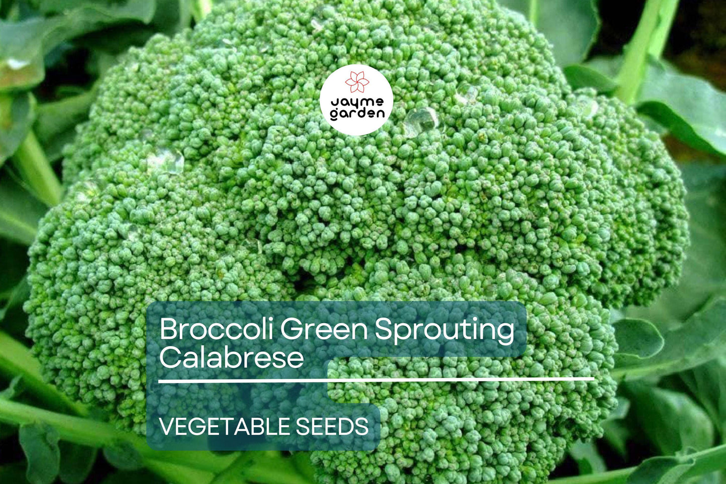 Broccoli Green Sprouting Calabrese 1 Gram Seeds - Heirloom Non-GMO Variety - Sweet, Tender Broccoli for Fresh Eating, Soups, & Gardening