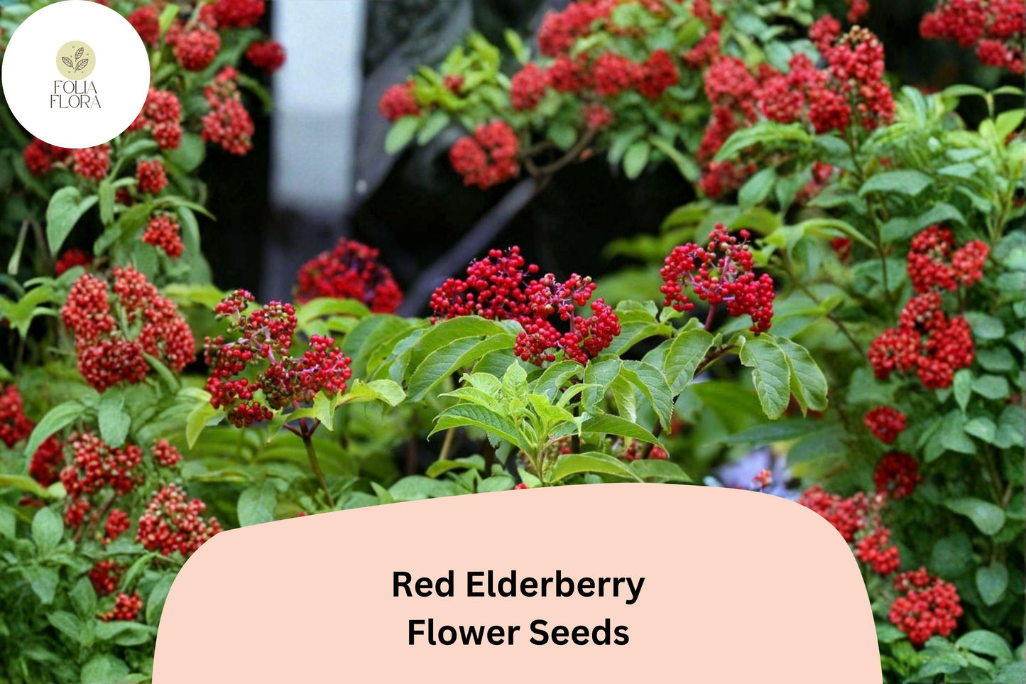 Red Elderberry Seeds – 30 Sambucus racemosa | European Red Elderberry