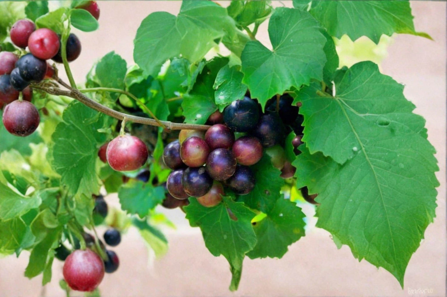 Muscadine Grape 10 Cuttings 5 Male 5 Female (Vitis rotundifolia) Unrooted Vine
