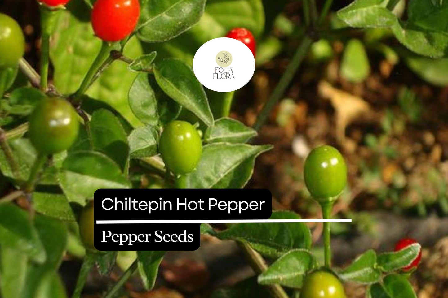 25 Seeds Chiltepin Pepper (Capsicum annuum var. glabriusculum) – Wild Hot Pepper with Bold Heat and Unique Flavor