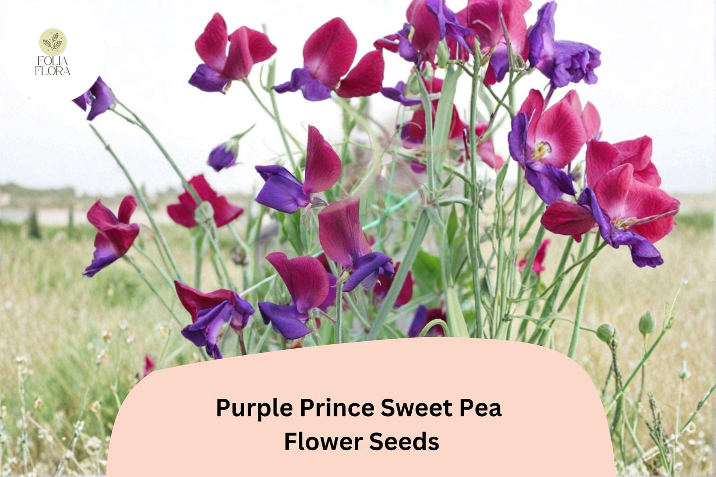 50+ Purple Prince Sweet Pea Seeds | Fragrant Royal Purple Flower for Garden Trellis