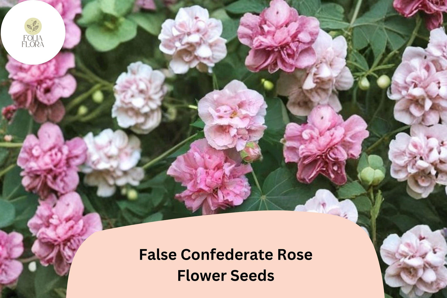 False Confederate Rose Seeds – 10 Hibiscus paramutabilis | Hardy Hibiscus Pink White Flowers