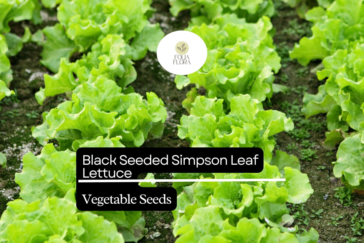 1000 Black Seeded Simpson Lettuce Seeds – Lactuca sativa – Heirloom, Fast-Growing, Tender & Crisp