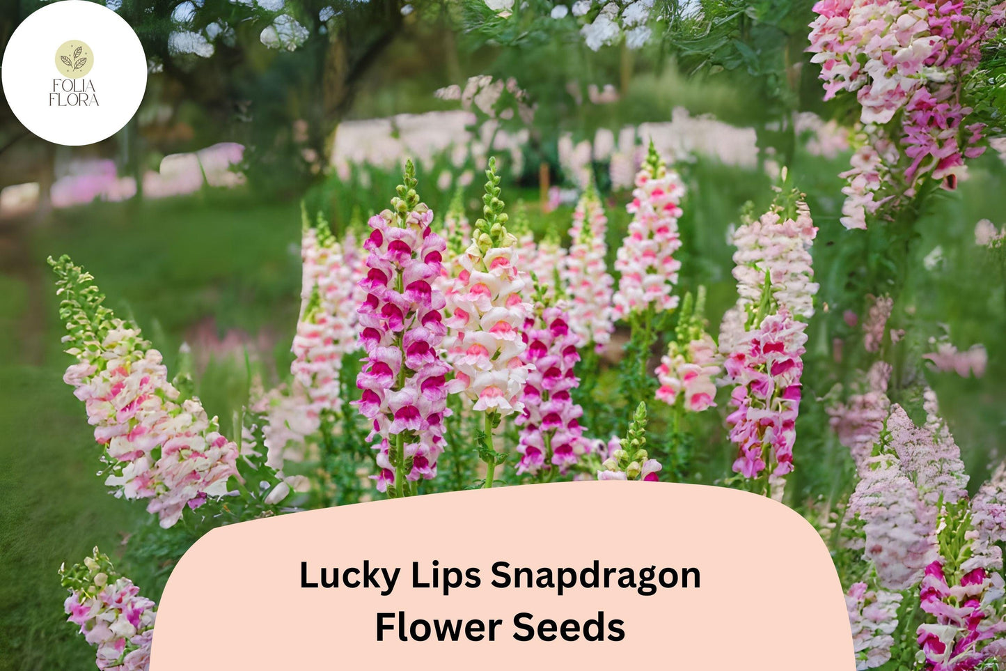 Antirrhinum majus Lucky Lips Snapdragon Seeds – 1000+ Unique Bi-Color Blooms for Garden & Cut Flowers