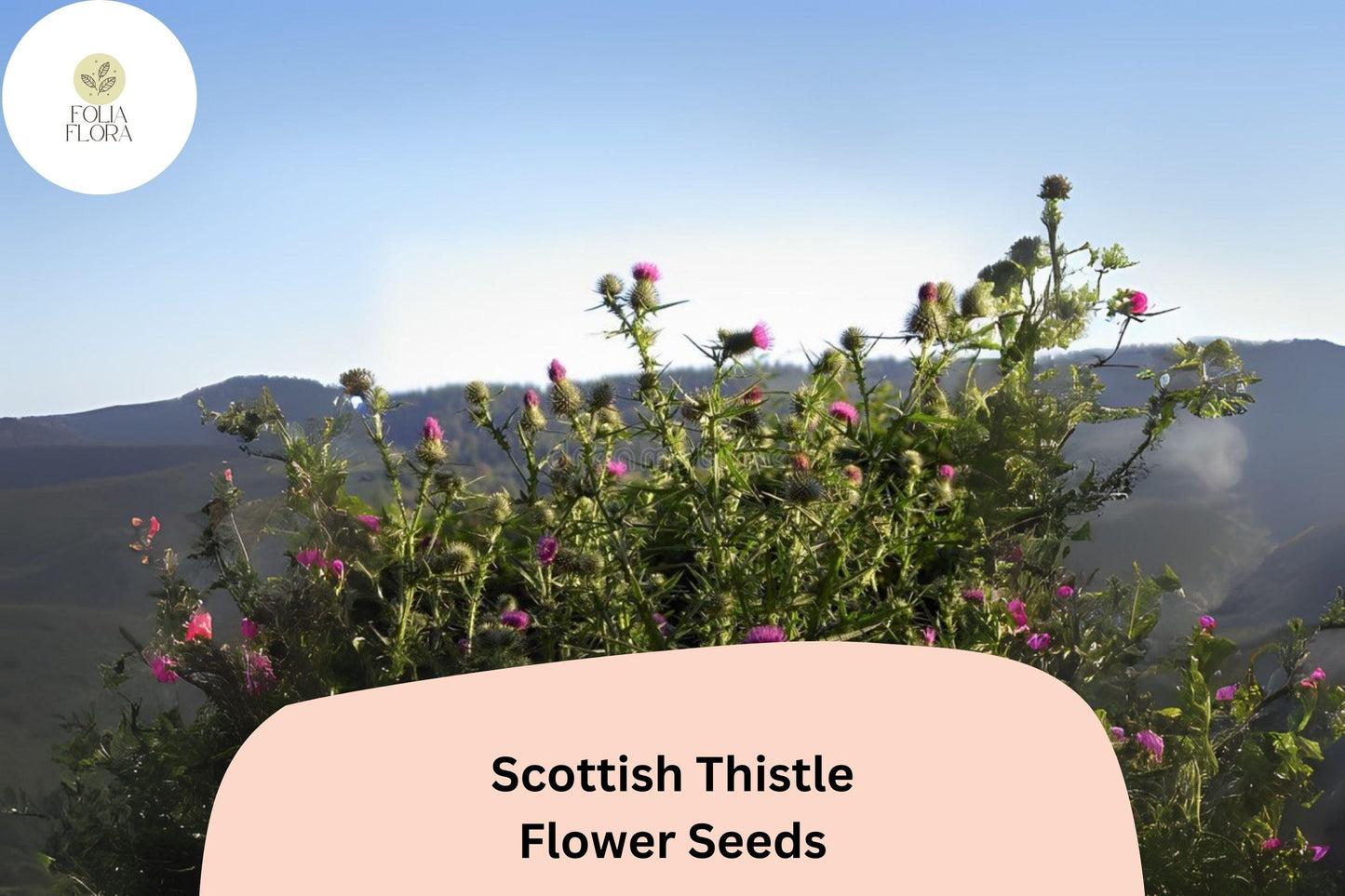 200+ Scottish Thistle Seeds | Onopordum acanthium | Garden Flower Seeds | Ornamental & Pollinator-Friendly Plant