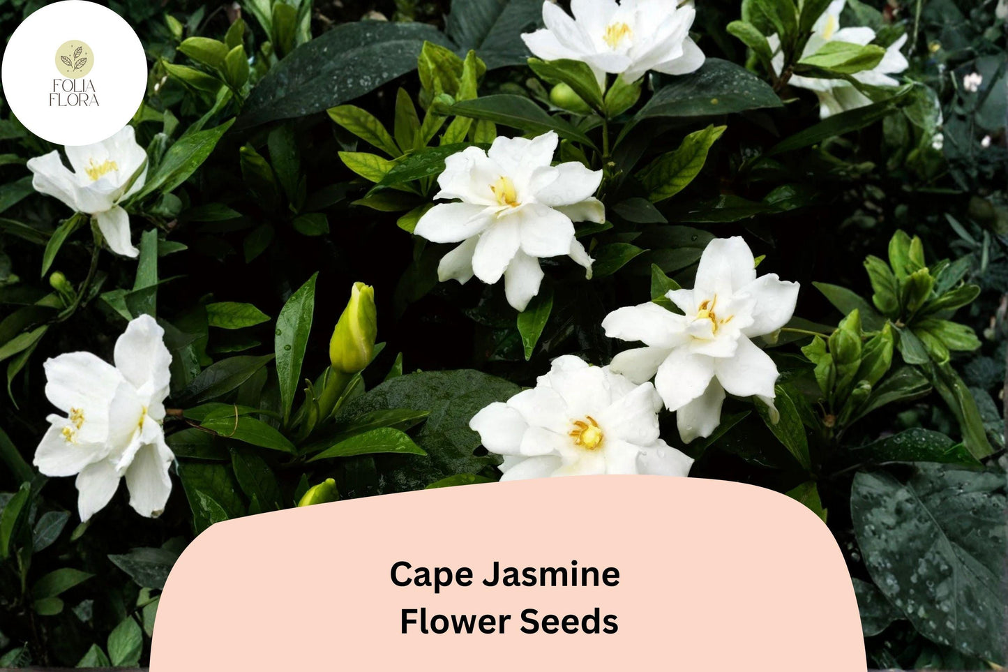 Cape Jasmine Seeds 20 | Gardenia jasminoides Fragrant White Evergreen Flowering Shrub