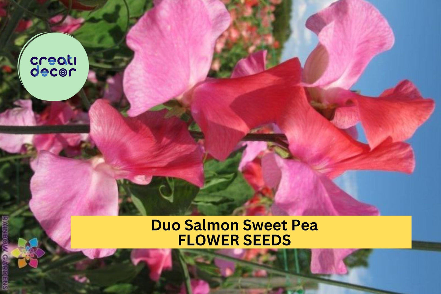 50+ Duo Salmon Sweet Pea Seeds – Soft Pink-Orange Fragrant Blooms for Garden Planting, Climbing Vines for Trellises – USA