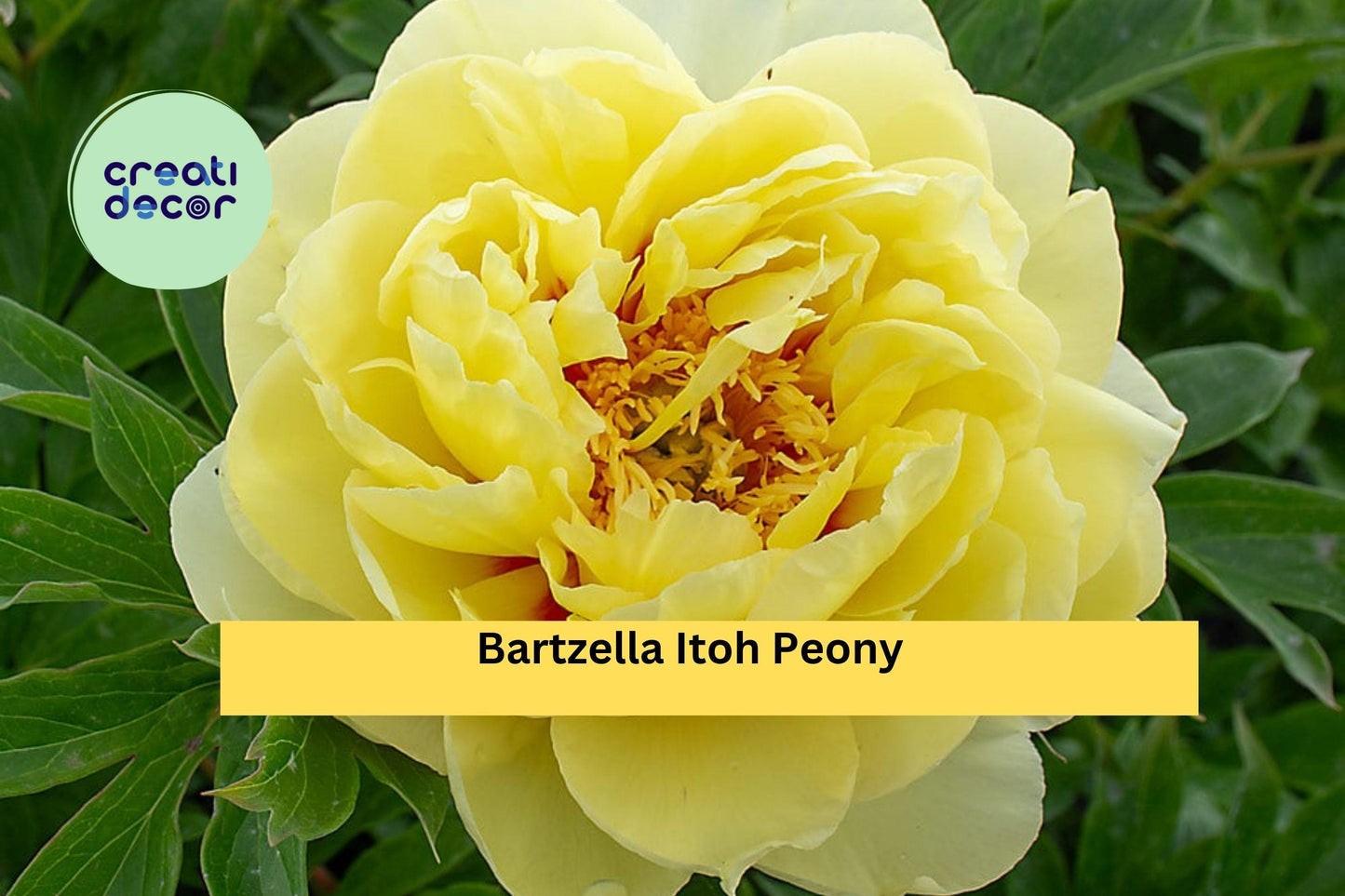 Bartzella Itoh Peony Bare Root 3/5 Eye | Yellow Perennial Flower Plant | Hardy Peony for Garden Borders & Cut Flower Gardens