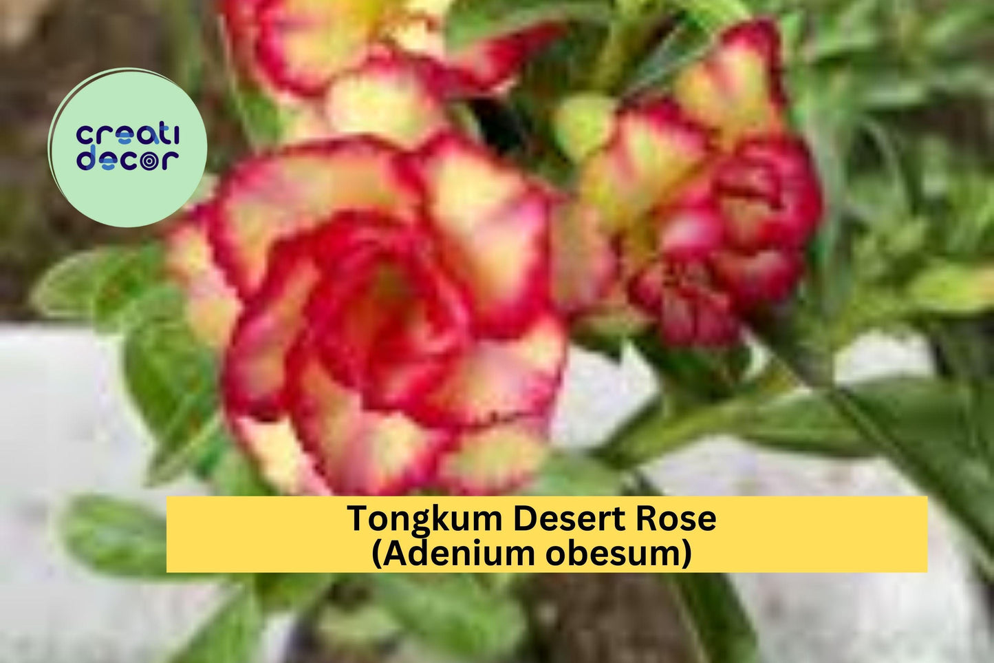 Tongkum Desert Rose | Adenium obesum | Small Rooted Seedling 4–6 Inch Live Plant
