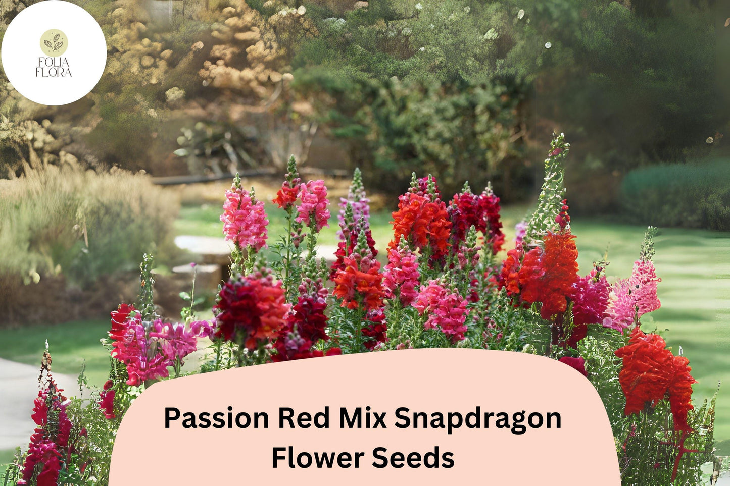 Antirrhinum majus Passion Red Mix Snapdragon Seeds – 1000+ Bold Red Blooms for Garden & Cut Flowers