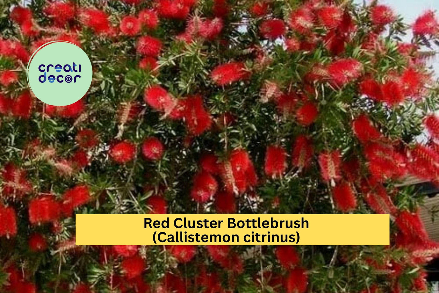 Red Cluster Bottlebrush (Callistemon citrinus) – Live Rooted Starter Plant – Hardy Shrub with Bright Red Blooms