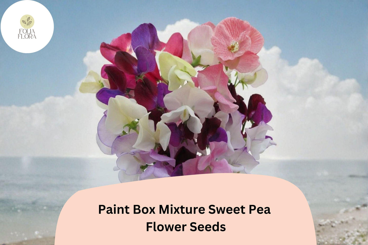 Paint Box Mixture Sweet Pea Seeds | Lathyrus odoratus Mixed Color Blooms Garden Planting (50+ Seeds)