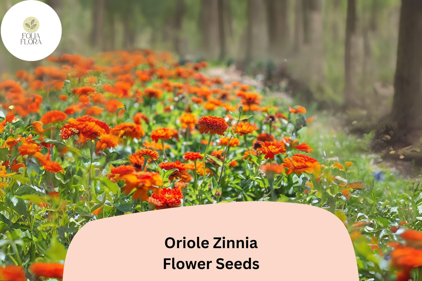 100+ Oriole Zinnia Seeds | Bright Orange-Scarlet Blooms | Easy Annual Garden Planting | Pollinator Friendly Cut Flowers