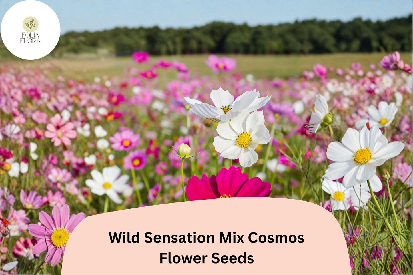 200+ Wild Sensation Mix Cosmos Seeds | Cosmos bipinnatus Colorful Wildflower Blend | Easy Annual Garden Blooms