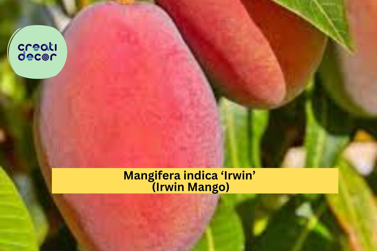 Irwin Mango Tree Live Plant 7–10” – Red Tropical Variety, Sweet Fruit Tree for Patio or Garden, Live Mango Plant for Warm Climates