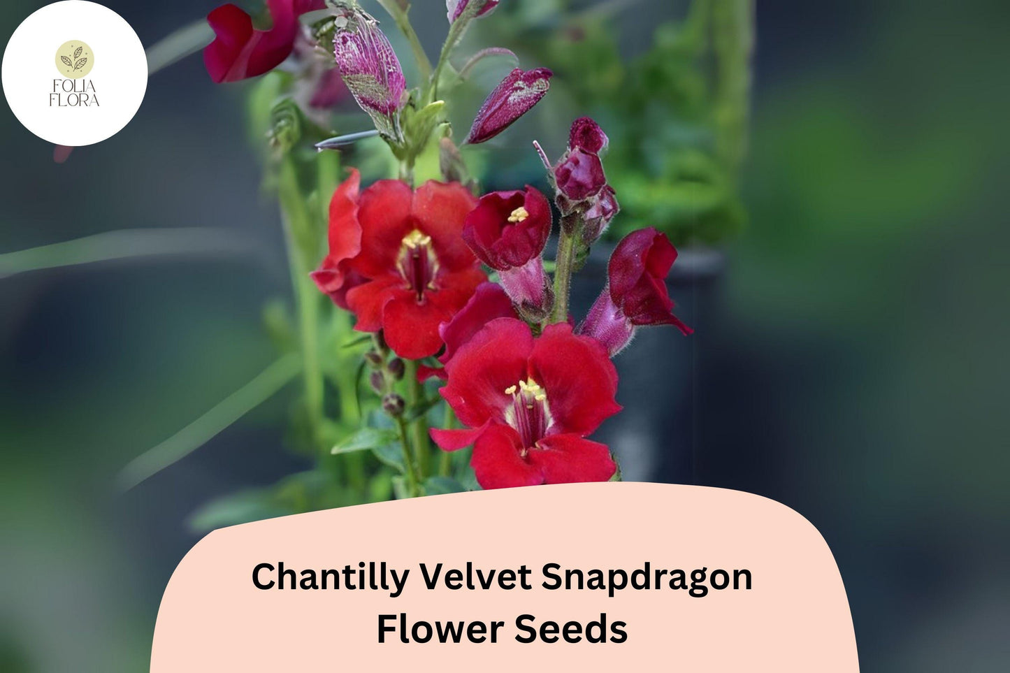 Chantilly Velvet Snapdragon Seeds (Antirrhinum majus) | 1000+ Seeds | Tall, Fragrant Deep Red Blooms for Garden & Cut Flowers