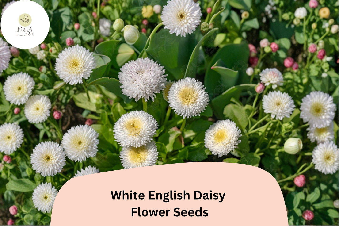 200+ White English Daisy Seeds | Bellis perennis | Charming White Blooms | Easy-Grow Perennial Garden Flower