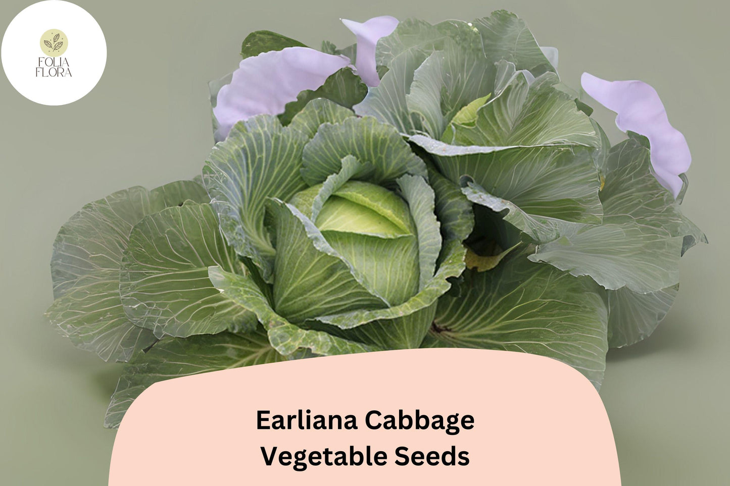 500+ Earliana Cabbage Seeds | Brassica oleracea | Early Heirloom Variety | Bulk Garden Vegetable Seeds