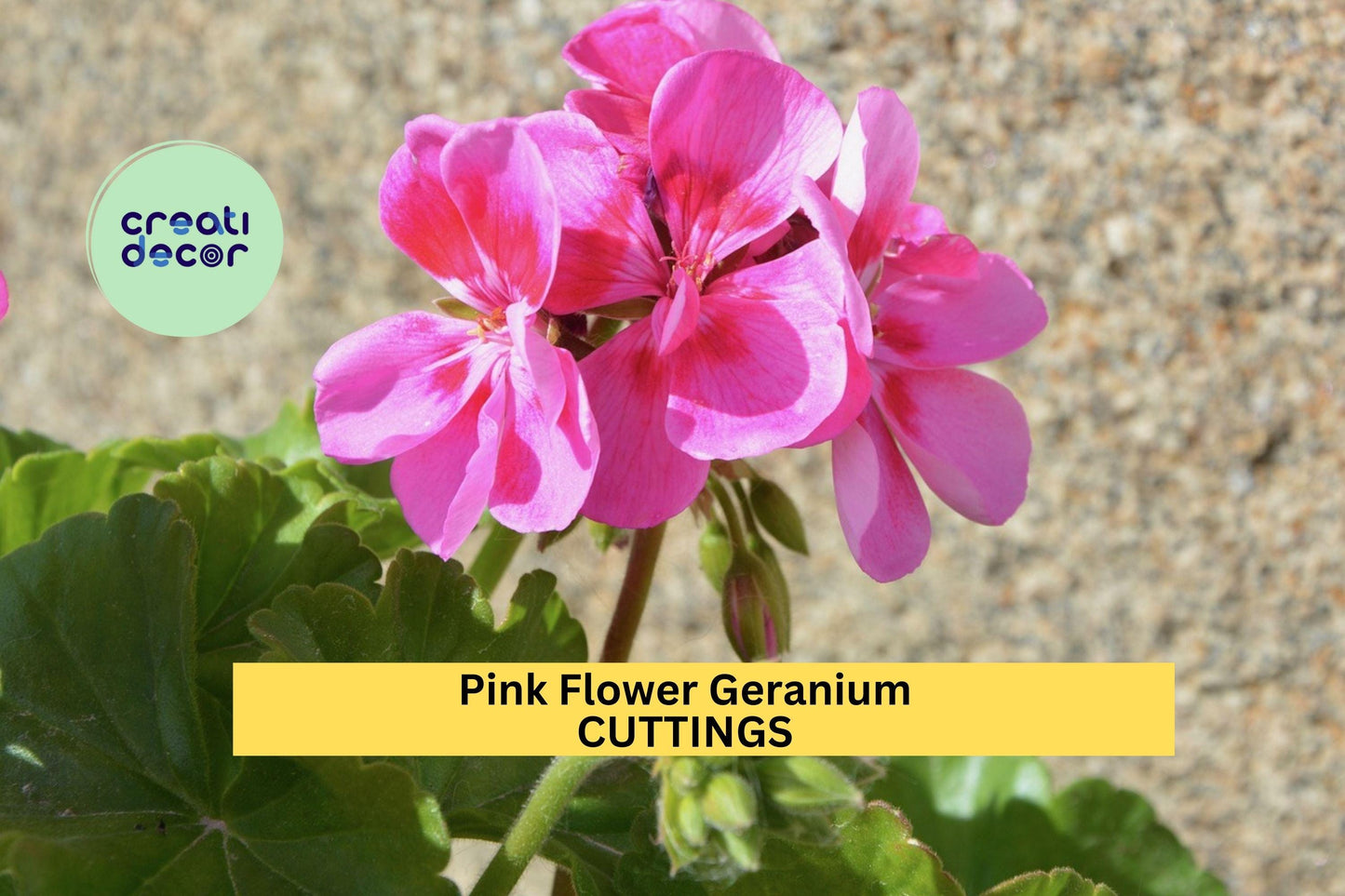 30 Pink Geranium Cuttings – 6" Unrooted Pelargonium Stems | Hardy Fragrant Flowering Plant for Pots, Borders, or Hanging Baskets