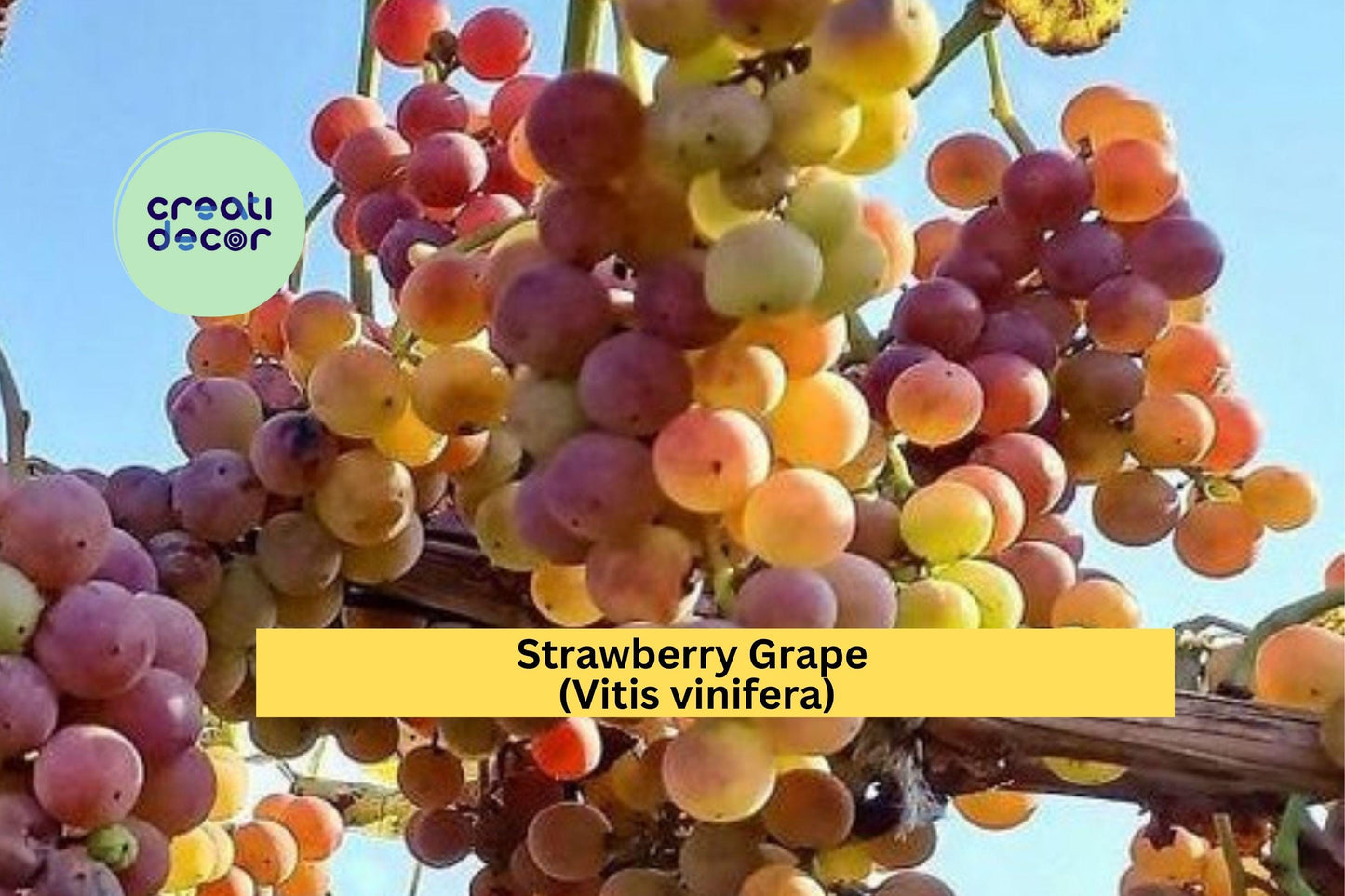 Strawberry Grape Vine Cuttings | 10 Fresh Hardwood Cuttings | Sweet Fruit Variety for Rooting and Home Vineyard Growing