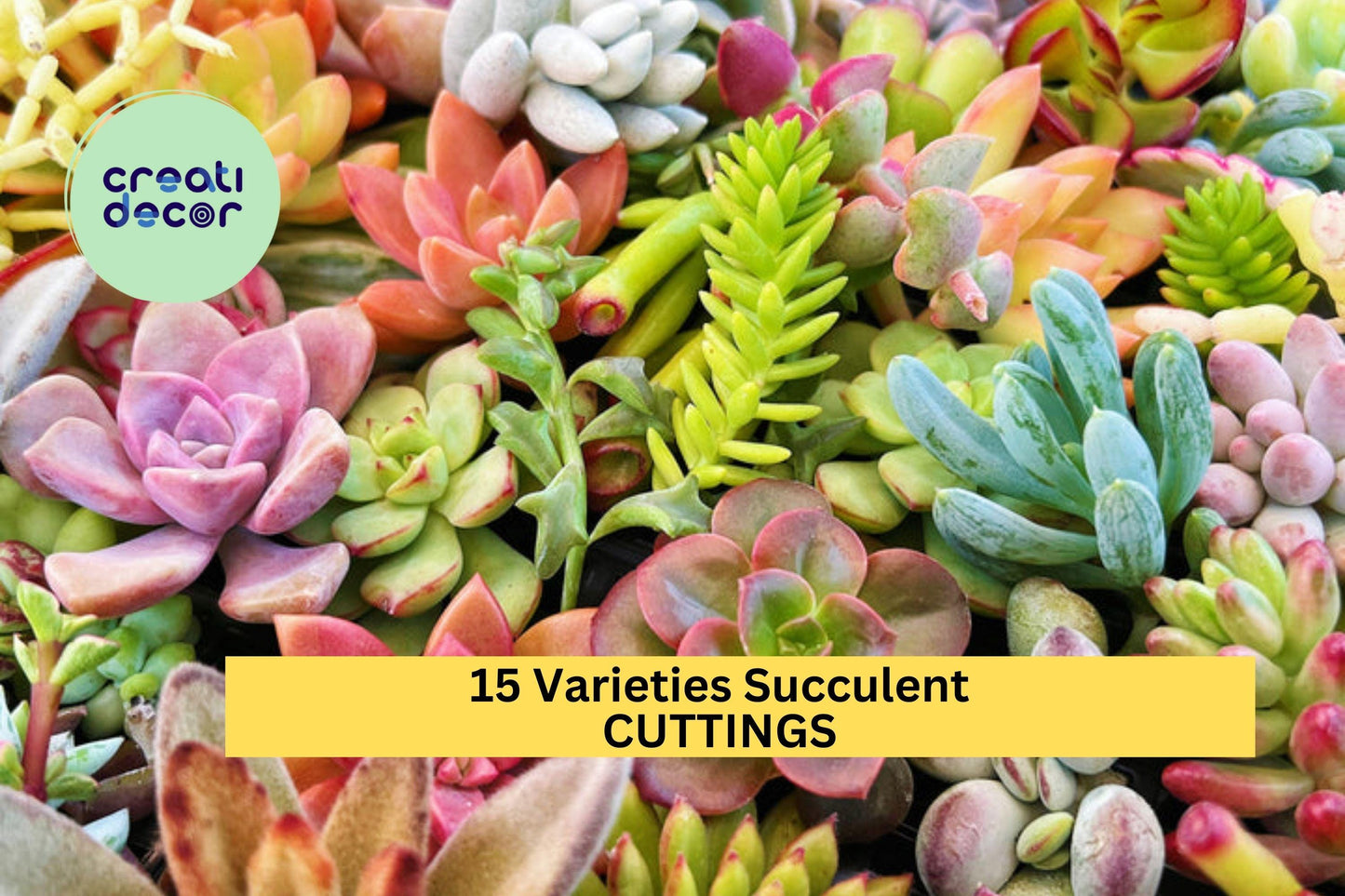 15 Succulent Variety Cuttings – Mixed Rosettes & String Succulents for DIY Arrangements or Pots – Fresh And Unrooted – Free Shipping – USA