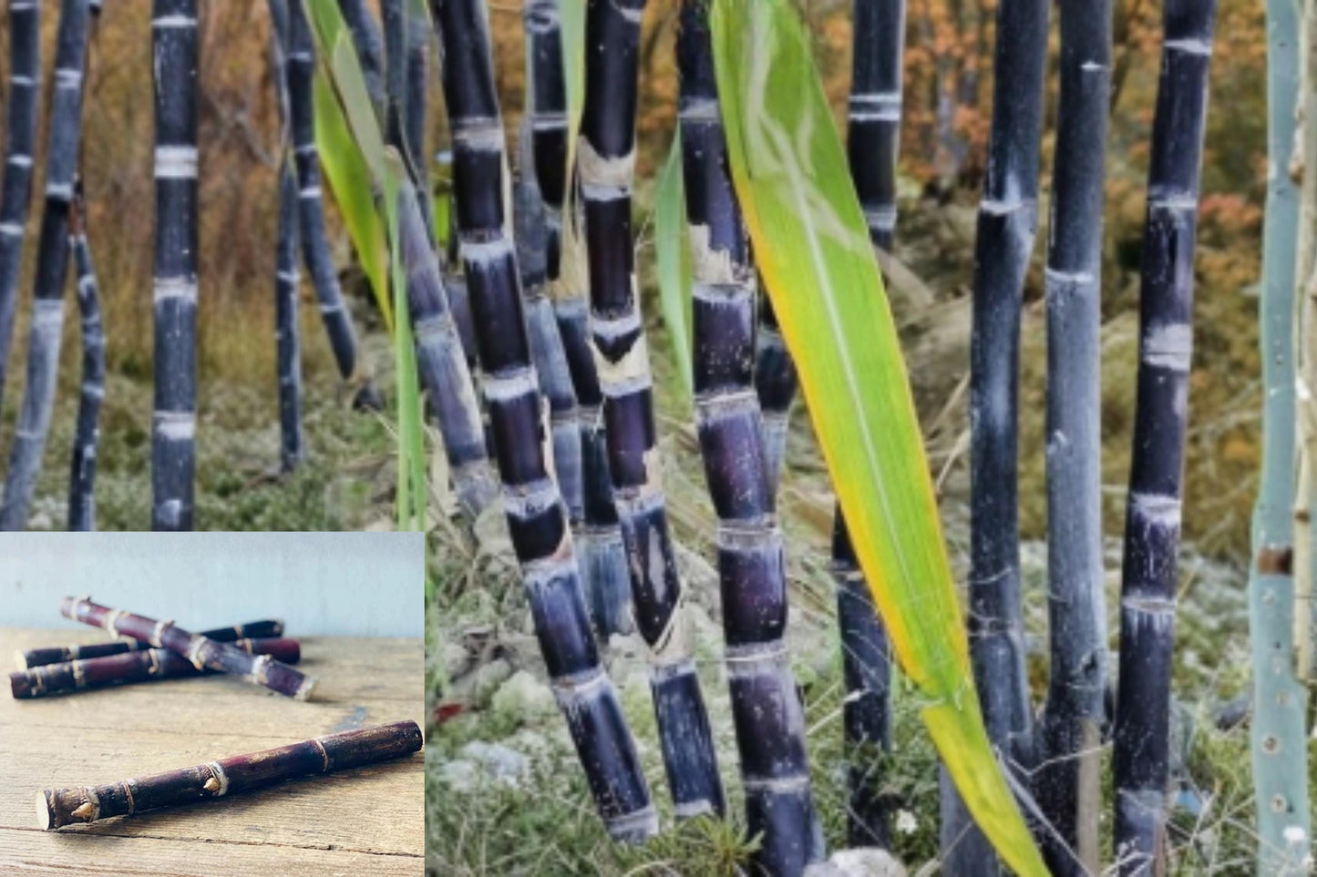 Purple Sugarcane 1 Stalk 10 Inch Length (Saccharum officinarum) Fresh Cane