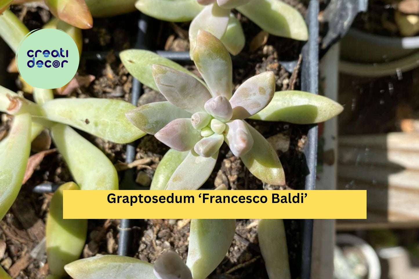 Graptosedum ‘Francesco Baldi’ – Live Rooted Succulent Plant – Easy Care Rosette Hybrid for Indoor or Outdoor Decor