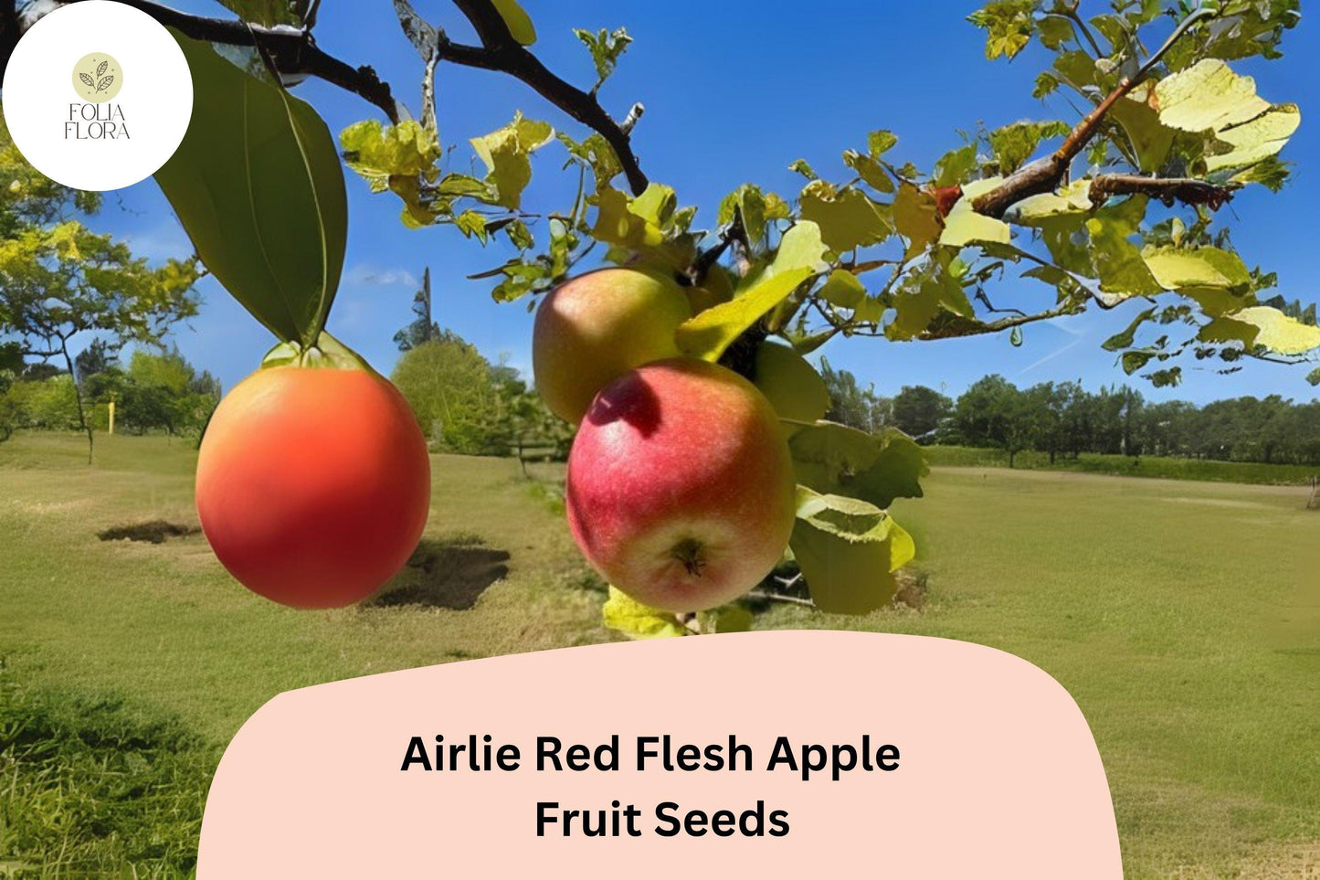 25+ Airlie Red Flesh Apple Seeds | Rare Heirloom Variety | Red Interior Fruit | Organic Garden Planting | Crisp & Sweet Flavor
