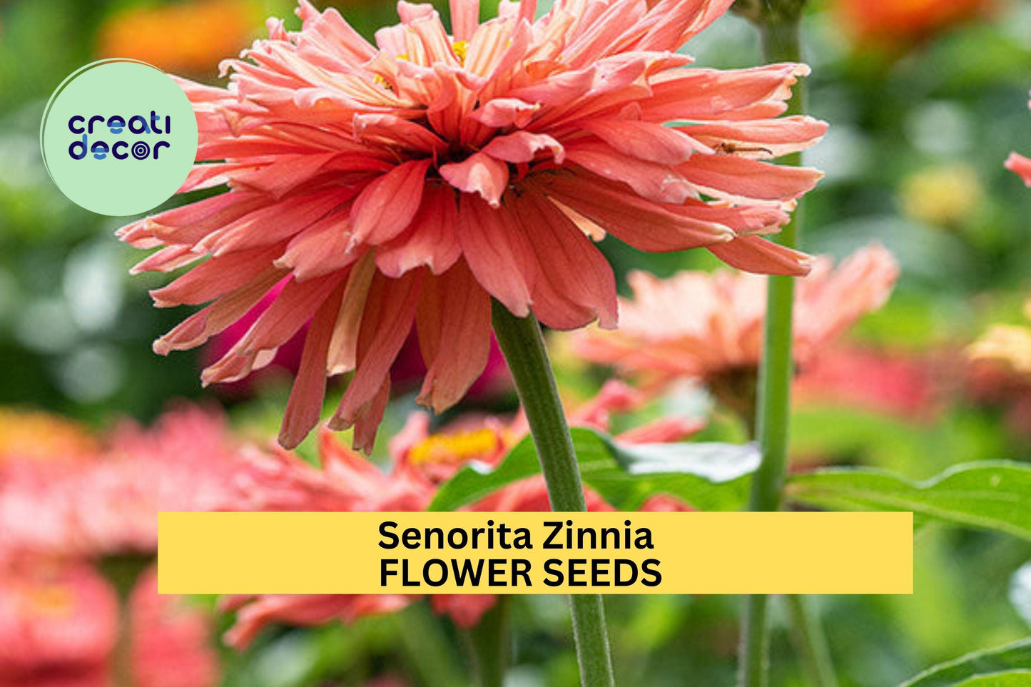 100+ Senorita Zinnia Seeds – Bold Magenta-Pink Blooms for Garden Planting, Heat-Tolerant Annuals for Beds & Pollinator Gardens – USA