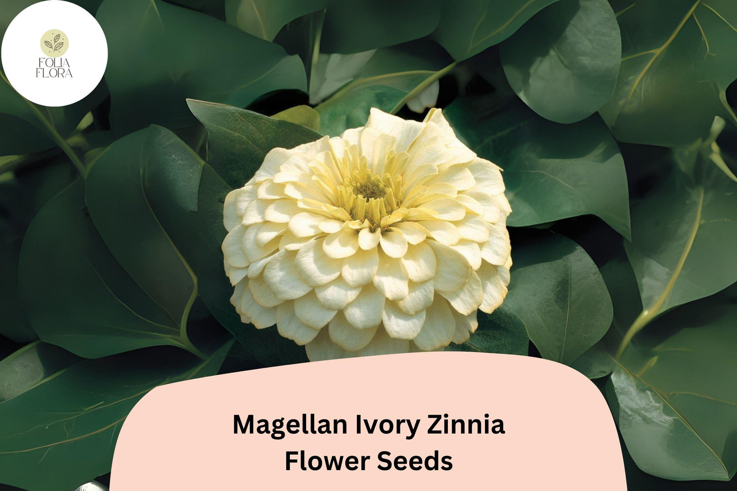 Magellan Ivory Zinnia Seeds: Creamy White Blooms for Cut Flower Gardens