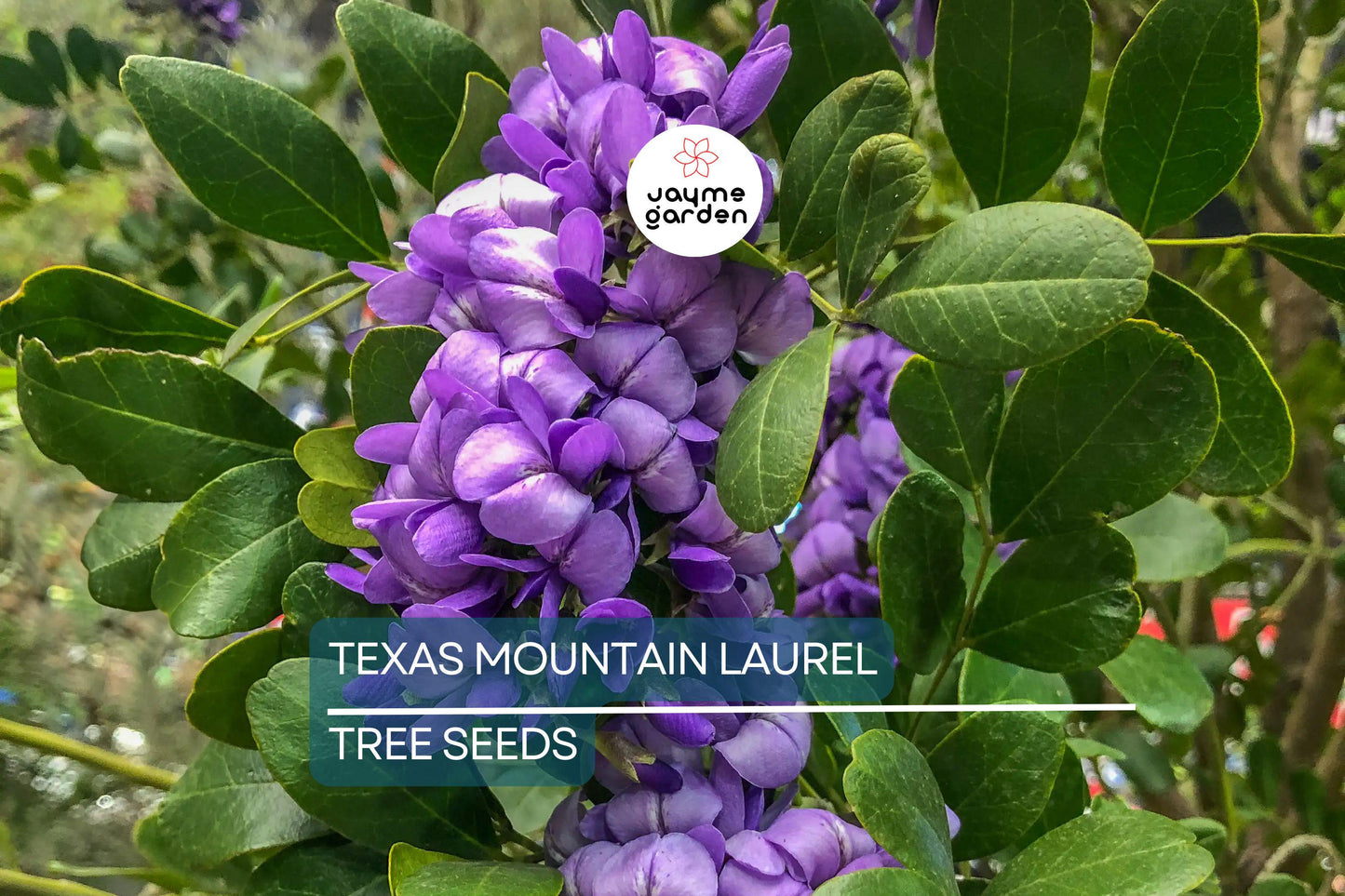 5 Texas Mountain Laurel Tree Seeds (Sophora secundiflora) – Fragrant Purple Blooms, Drought Hardy