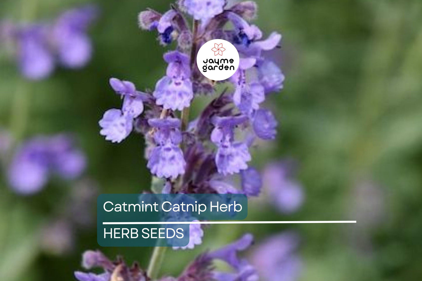 1,000 Catnip Seeds (Nepeta cataria) – Perennial Herb, Catmint, Non-GMO