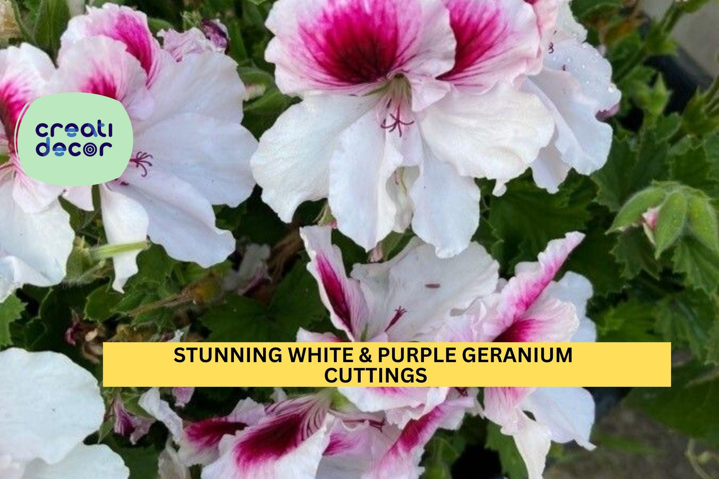 White & Purple Regal Geranium Cuttings | Fancy Pelargonium x 3 | 6" Unrooted Starts | Stunning Blooms for Pots Borders