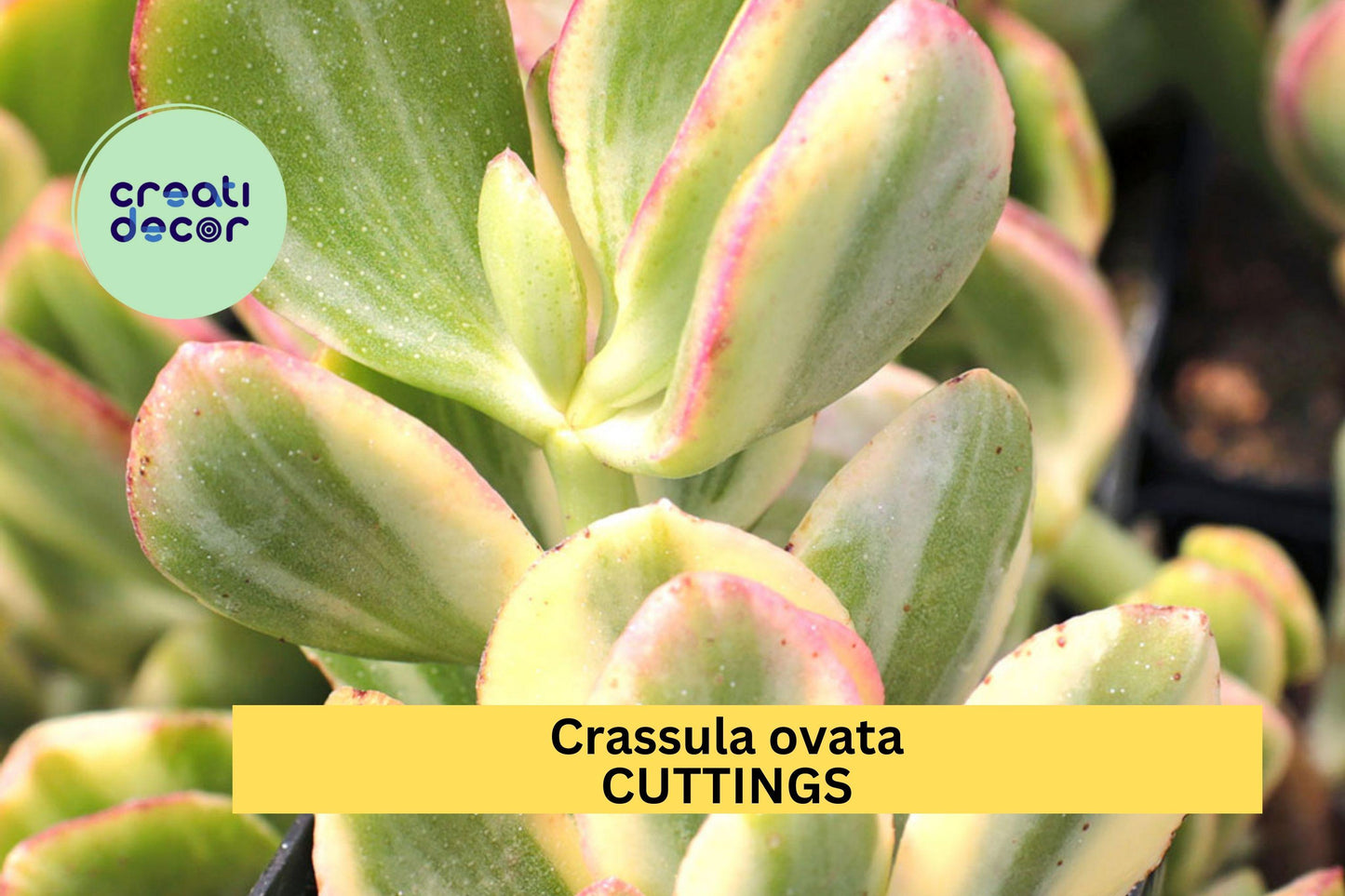 2 Variegated Jade Plant Cuttings | Crassula Ovata Starter 3–5" | Easy Succulent for Indoor Decor, Gifts, Containers