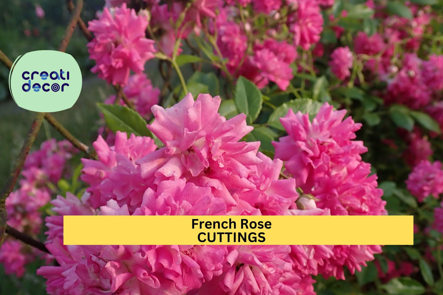 4 French Rose Cuttings | Heirloom Garden Variety | Unrooted Stem Starter | Fragrant Old World Rose | Propagation Ready