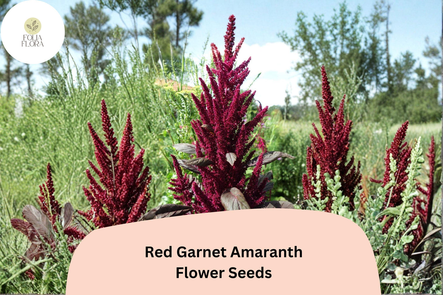 Red Garnet Amaranth Seeds – 100 Amaranthus tricolor | Easy Grow Garden Annual for Beds, Borders