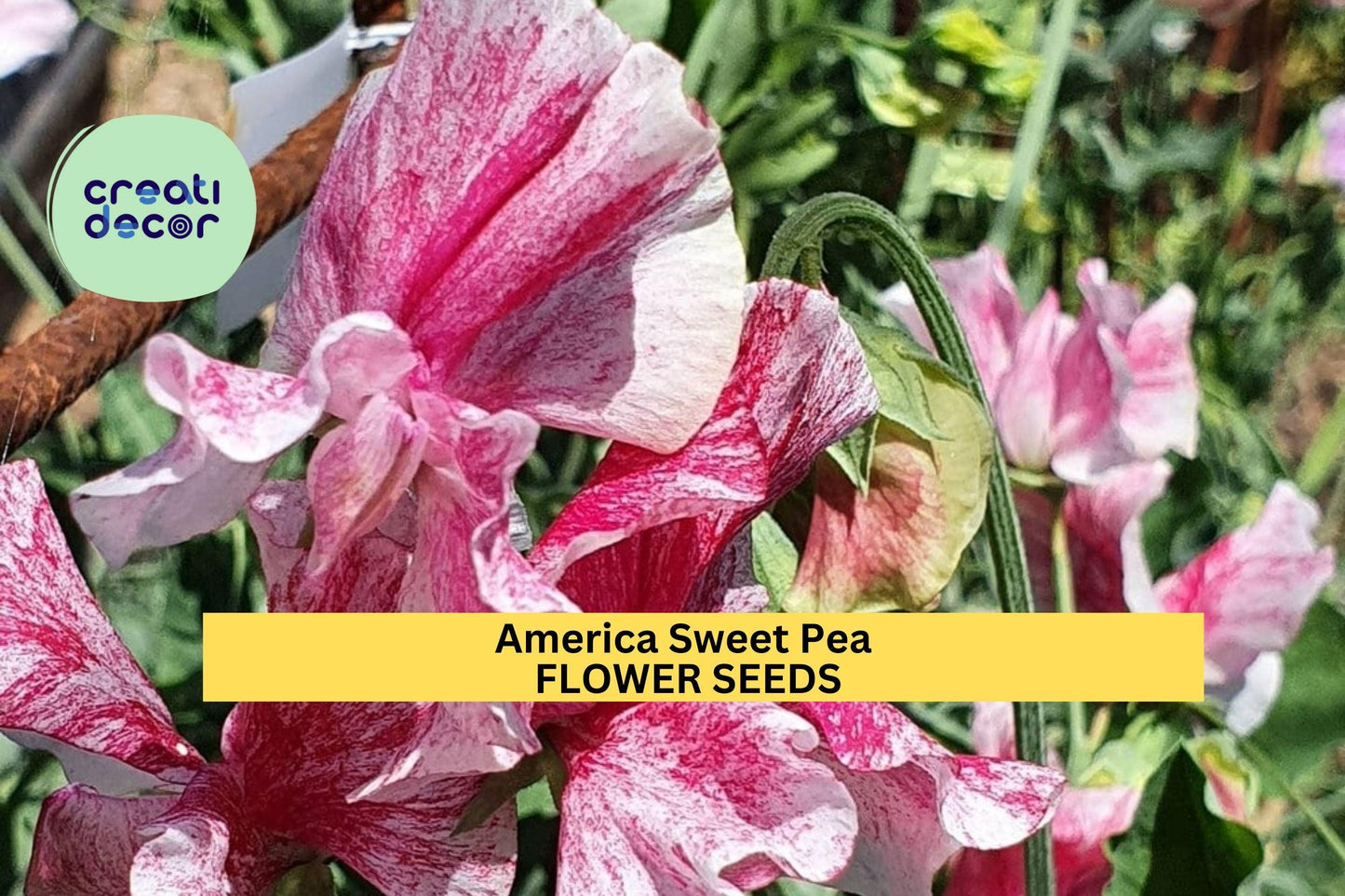 50+ America Sweet Pea Seeds – Red & White Striped Fragrant Blooms for Garden Planting, Climbing Vines for Trellises – USA