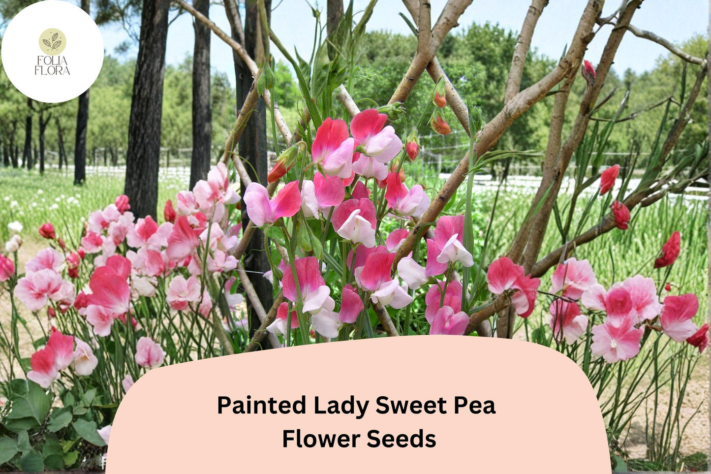 50+ Painted Lady Sweet Pea Seeds | Fragrant Pink & White Bicolor Flower for Garden Trellis