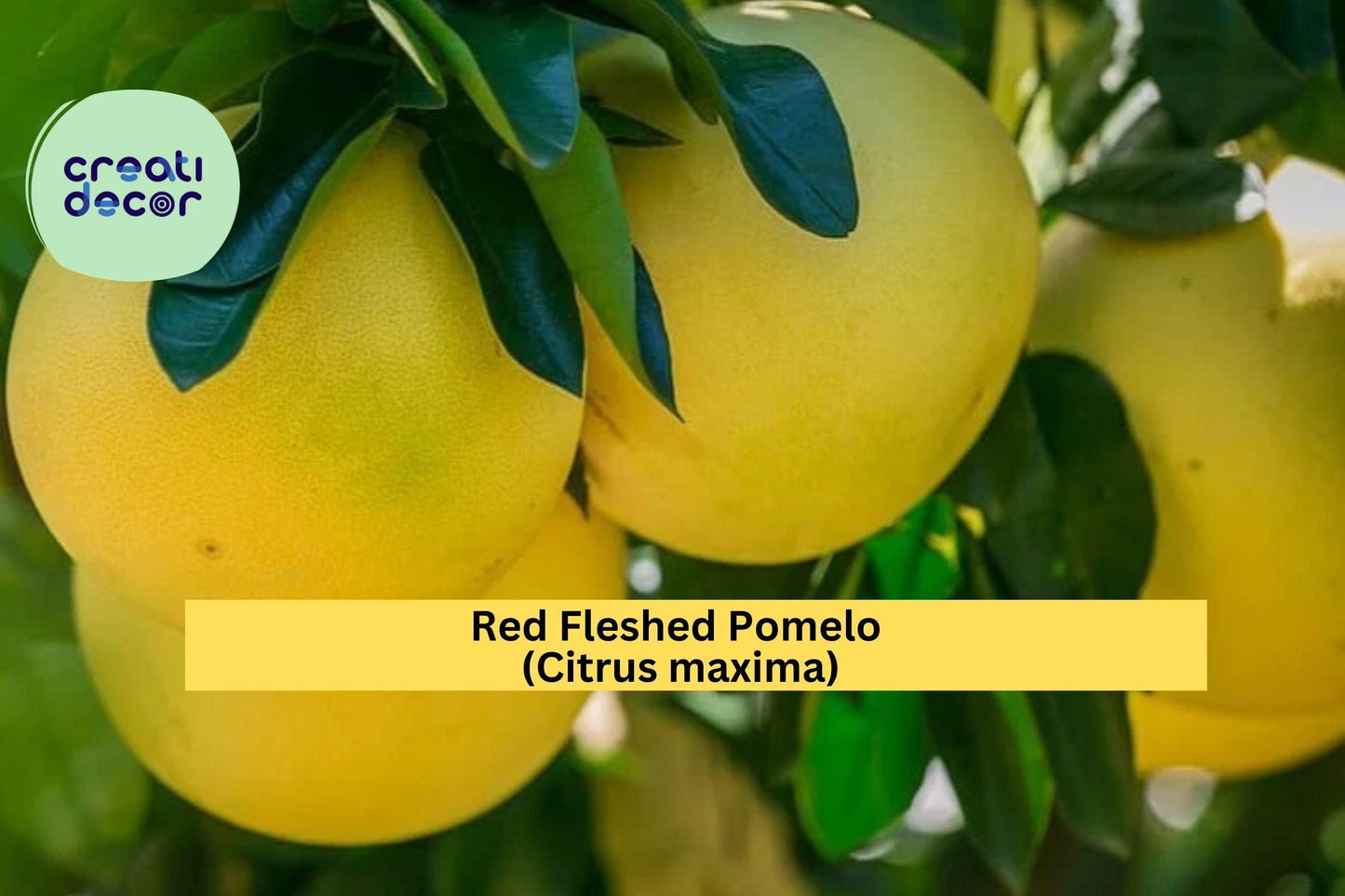 Red Fleshed Pomelo Scion Cuttings 6–8" – Citrus maxima – 3 Grafting Wood Sticks for Rooting or Propagation