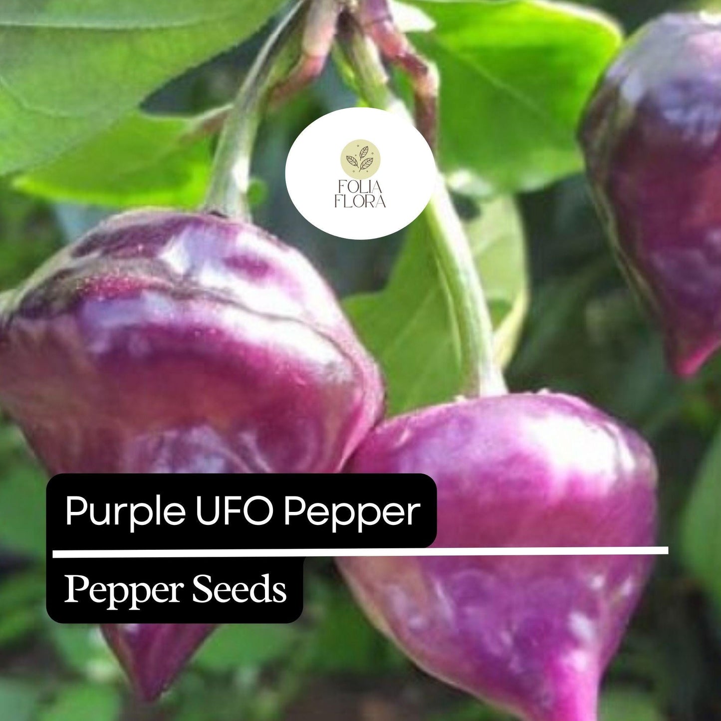 10 Purple UFO Pepper Seeds – Unique Heirloom, Mildly Spicy & Sweet, Non-GMO