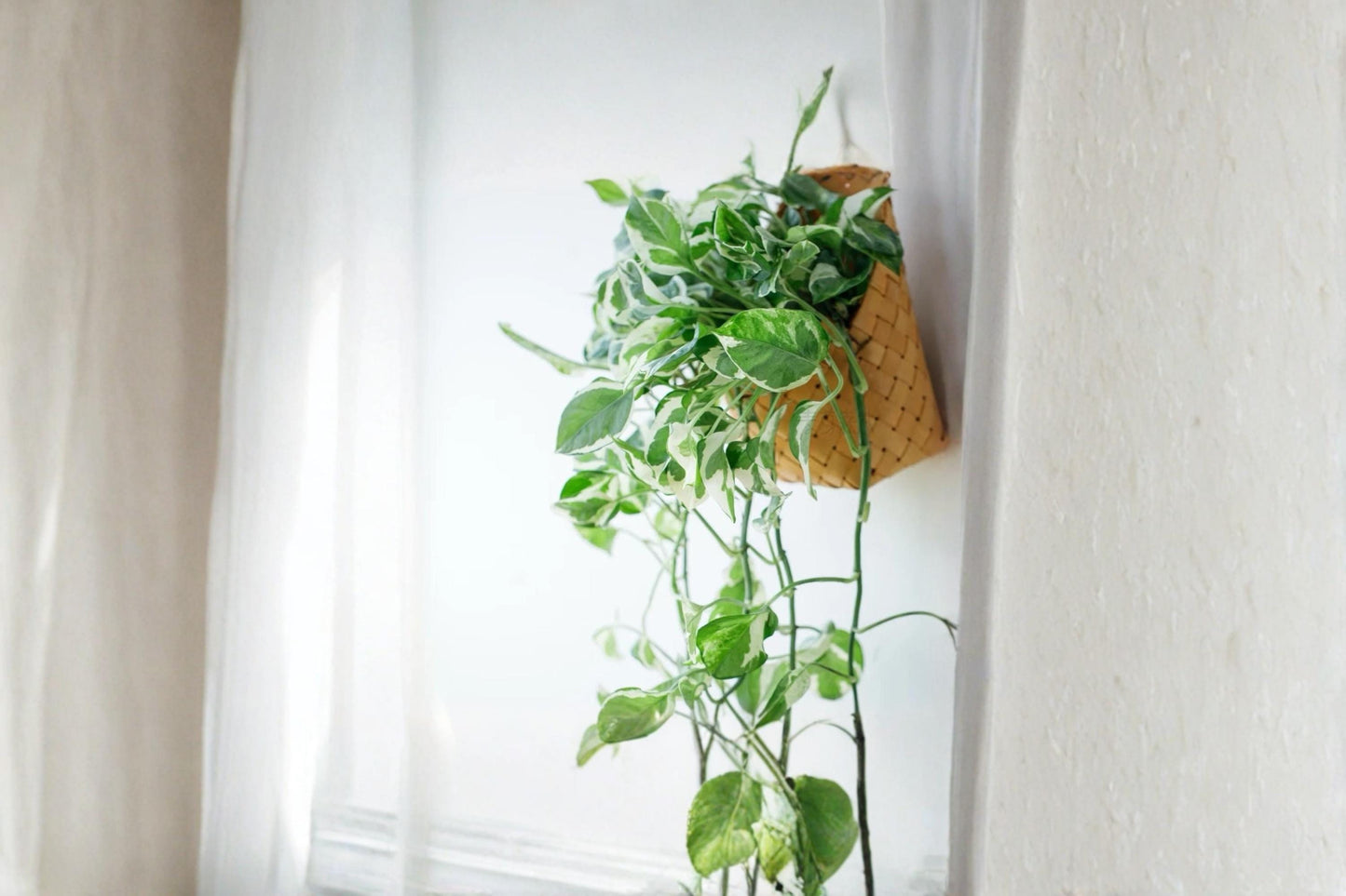 Pothos Pearls and Jade 3 Cuttings 4-5" (Epipremnum aureum) Variegated Indoor Plant