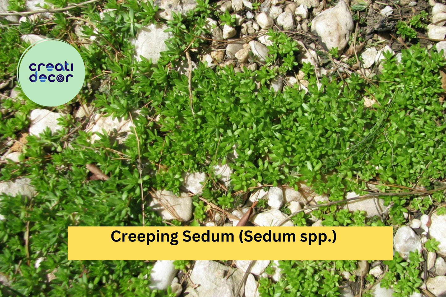 25 Creeping Sedum Plants – Perennial Groundcover Succulent Cuttings 1–3" for Rock Gardens, Borders, and Drought-Tolerant Landscapes