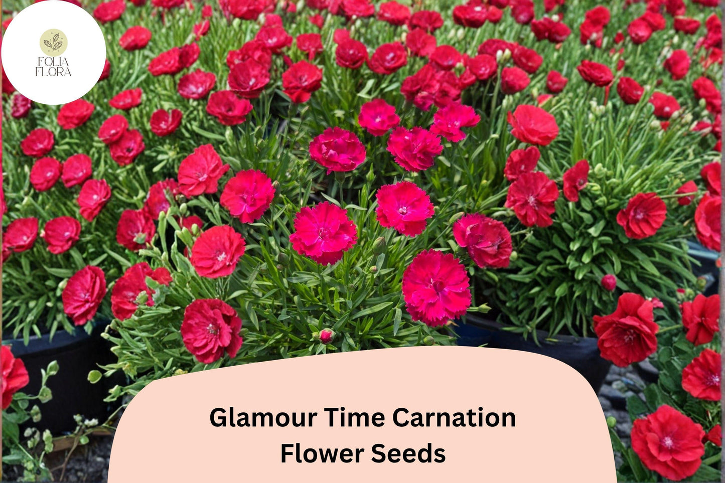 200+ Glamour Time Carnation Seeds: Bright Pink Blooms, Fragrant Garden Dianthus, Hardy Perennial Flowers