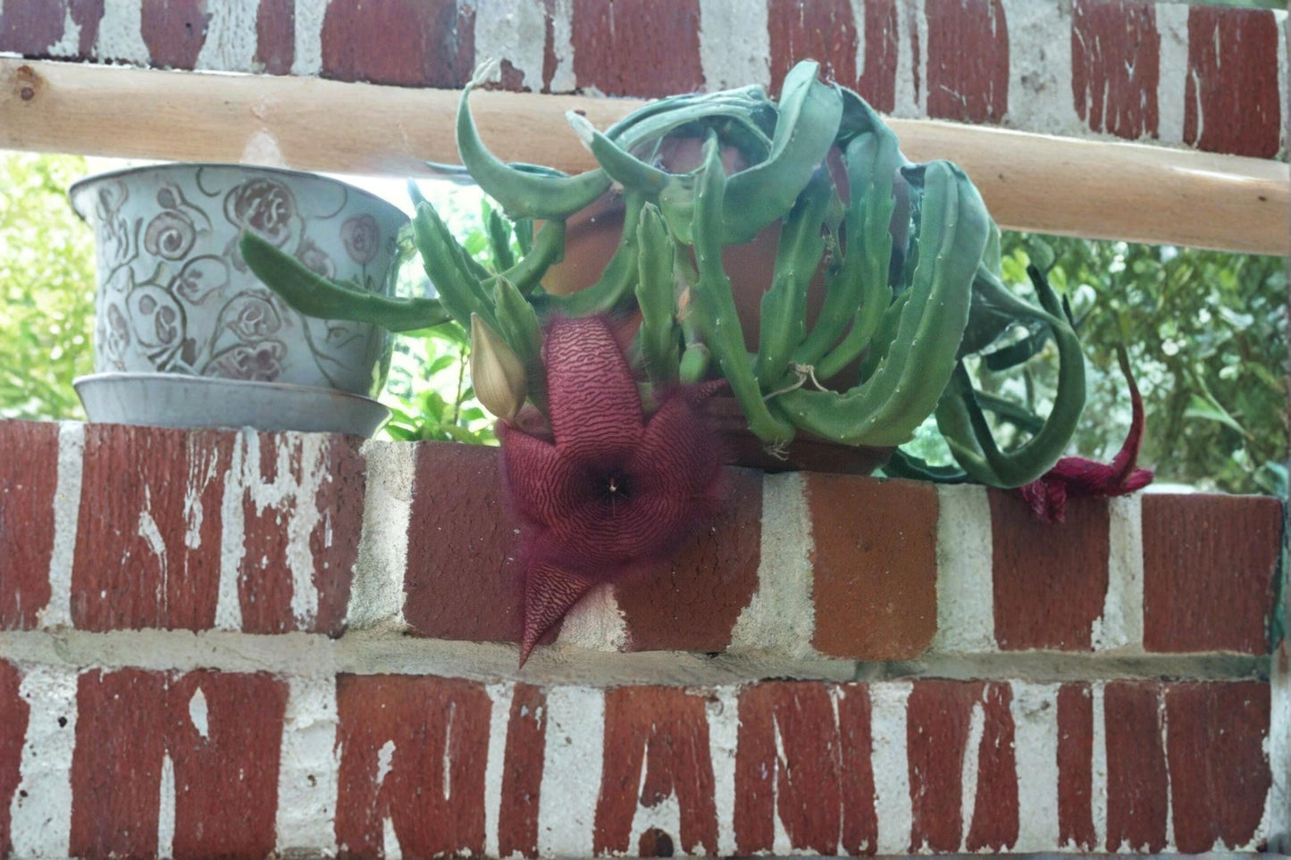Stapelia grandiflora 2 Cuttings Starfish Carrion Plant Red Flower Succulent