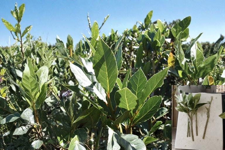 Sweet Bay Laurel 5 Cuttings (Laurus nobilis) Unrooted Aromatic Evergreen