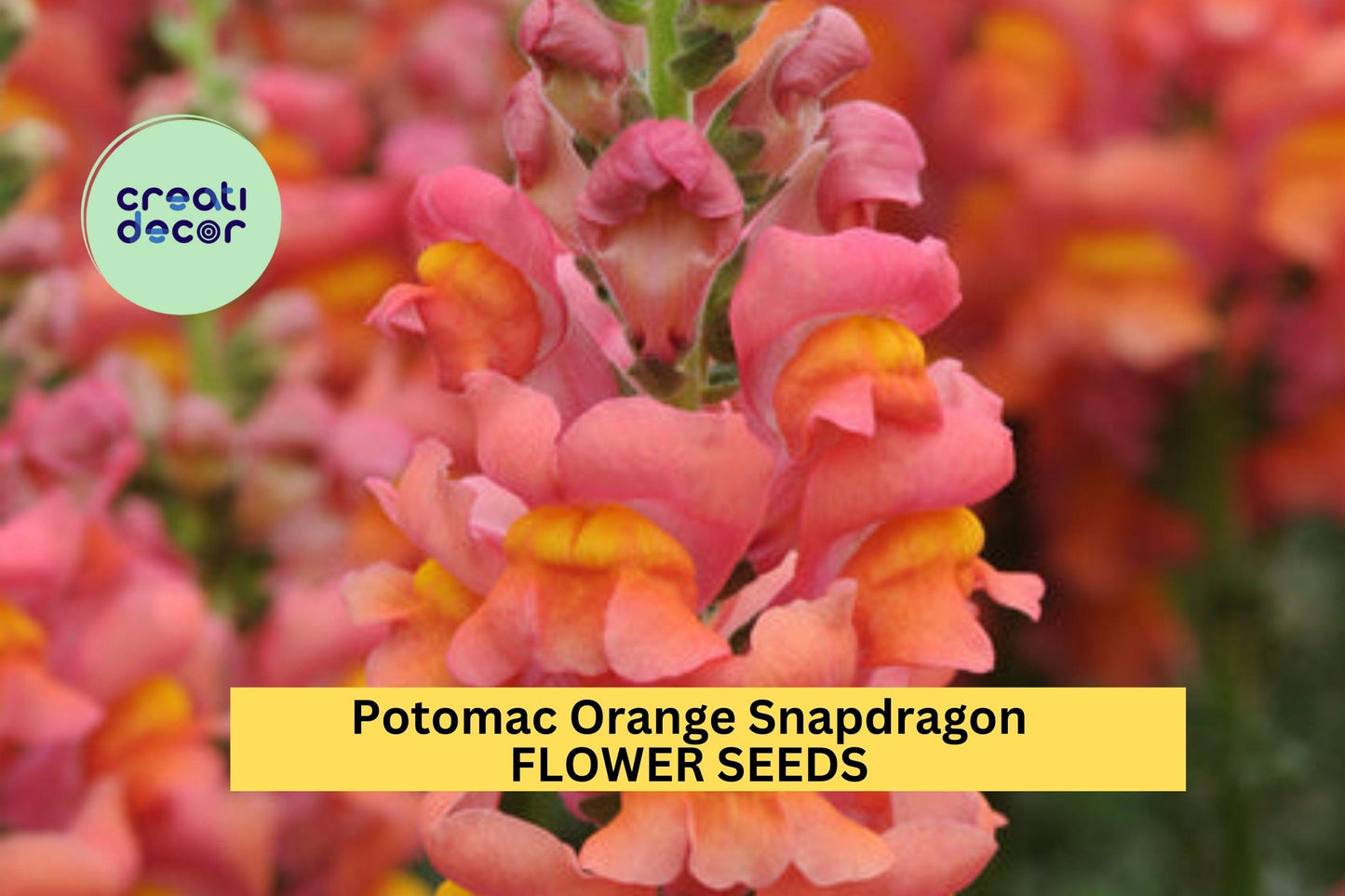 1000+ Potomac Orange Snapdragon Seeds – Tall Orange Blooms for Garden Planting, Ideal for Cut Flowers & Vertical Borders – USA